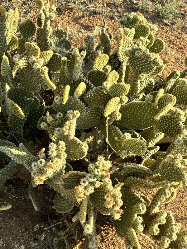 Specialty Catus Cuttings Your Choice In 3 Types Plant