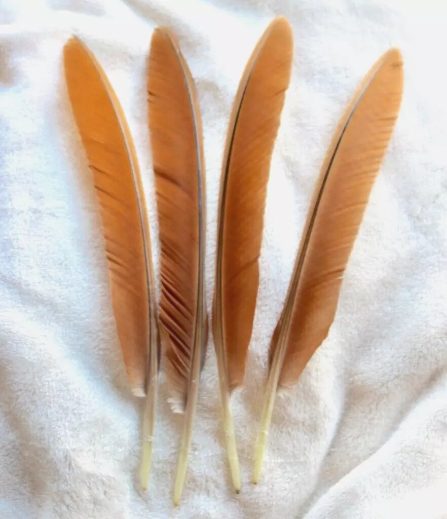 Turkey Craft type Feathers 4 Primary Wing Peacock Natural Shed