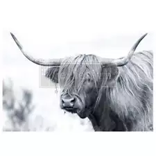 Serenade of Shaggy Highland Cow | A1 Fiber Decoupage | Redesign with Prima