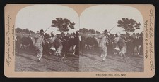 Photo:Luxor Egypt 1900s Buffalo Race Stereoview Men Camels or Buffalo