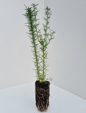 10 Gorse Plants Bushes - Whins - Ulex Europeans 