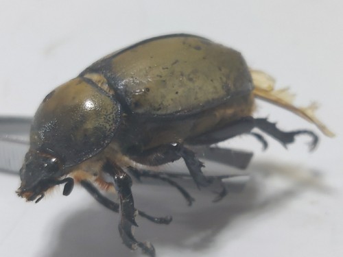 Insects Dynastidae: Dynastes tityus from USA Rare XL 40mm Female - Picture 4 of 6