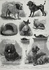 Dog Puli, Yorkshire Terrier, Bulldog, Poodle & Otterhound, 1880s Antique Print