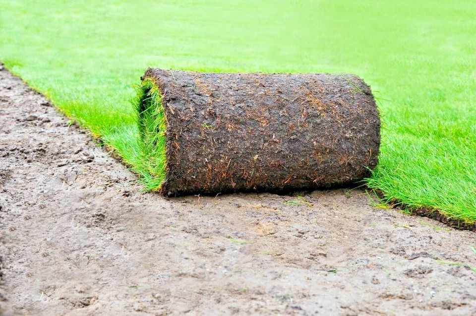 ROLLRASEN inkl. Lieferung ab nur 6 € pro QM, vorgedüngter Fertigrasen, 3 Sorten - Bild 3 von 4