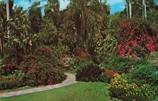Postcard Sunken Gardens St. Petersburg Florida Bougainvilleas