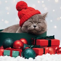 20 Servietten Purrfect Gifts Katze Haustiere Geschenke Weihnachten Deko 33X33Cm