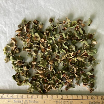 Datura Inoxia Small Seed Pods Capsule Dried Moonflower Thornapple Floral Crafts 