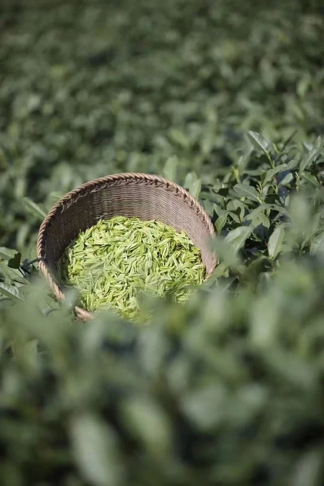 Té Longjing West Lake 2025 Foto 4 de 4