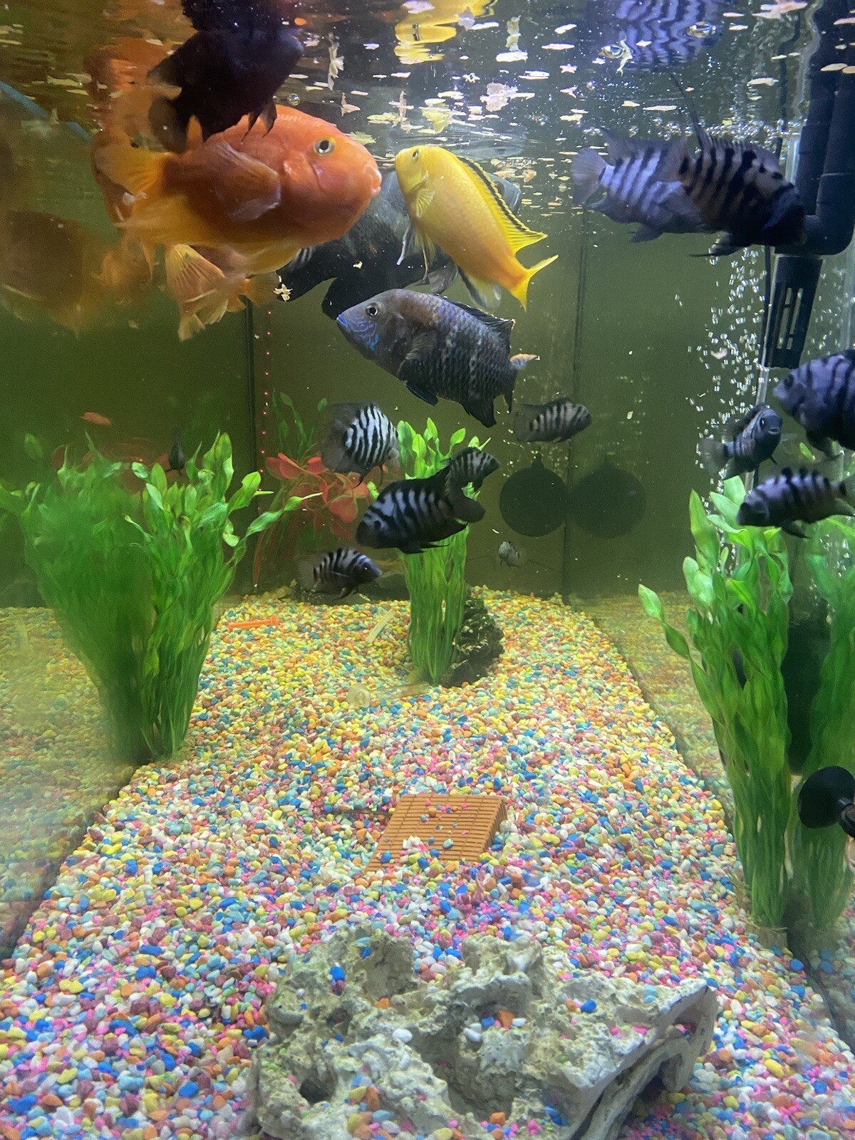 5ft Juwel Rio Aquarium 450 Litres, UK Black, Fish Tank, Aquarium For