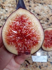 50 Fig Seeds  Ficus Palmata Hybrid - Top Tier Variety - Easy To Grow From Seed