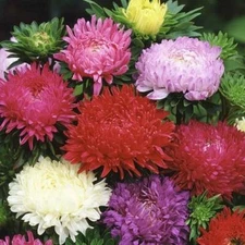 Aster PEONY DUCHESS Mixed Colors Mother Nature's Seeds USA Non-GMO 200 Seeds