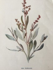 Antiker Druck Sea Purslane um 1902 botanische Wildblume viktorianischer Garten Blumen