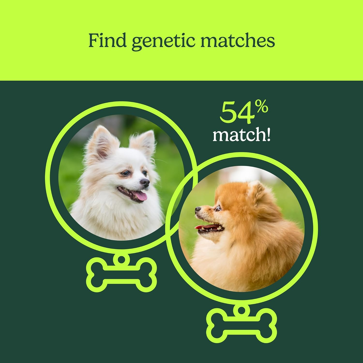 Know Your Pet DNA By Ancestry Dog DNA Test Kit Breeds Traits DNA know-your-pet-dna-by-ancestry-dog-dna-test-kit-breeds-traits-dna