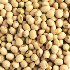 Organic Soy beans Healthy Fresh – Non-GMO, Bulk, Organic, Healthy, For Cooking