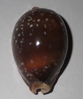 56 mm DARK FRESH Cypraea Vitellus Cowrie Seashell #AJ1 Racha Island Phuket