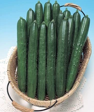 50+ Southern Delight Cucumber Seeds -- Japanese -- Large Yields------------ RARE