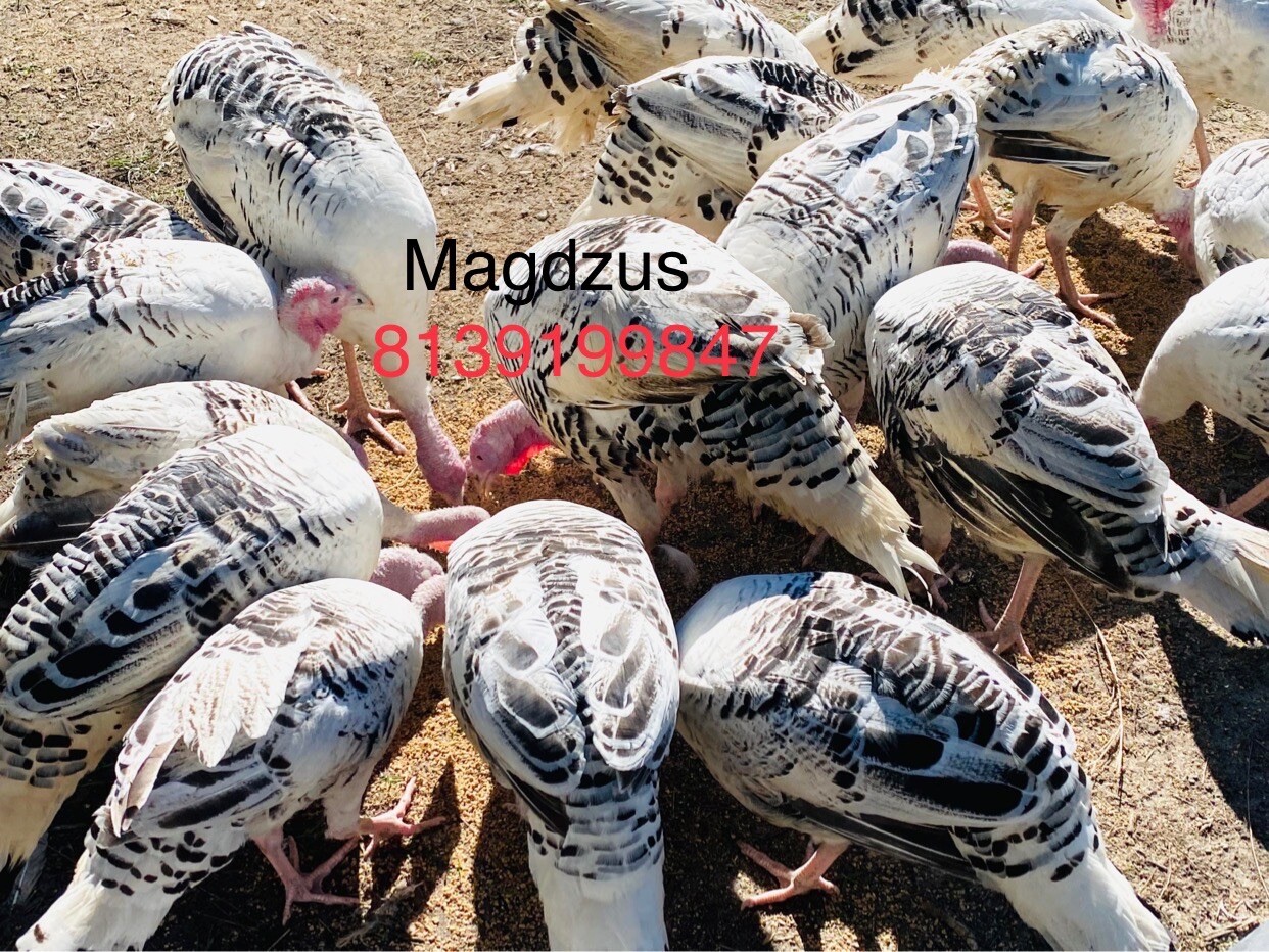 6 Royal Palm Turkey Eggs for Hatching PreSale shipping soon *Read Description* eBay