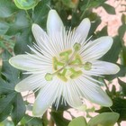 Passiflora Subpeltata Vine 10 Seeds, White Passion Flower Fruit Granadina