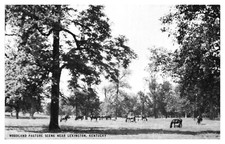 Conoco Touraid Issued Postcard Lexington Kentucky Horse Farm  Petrolana - A54