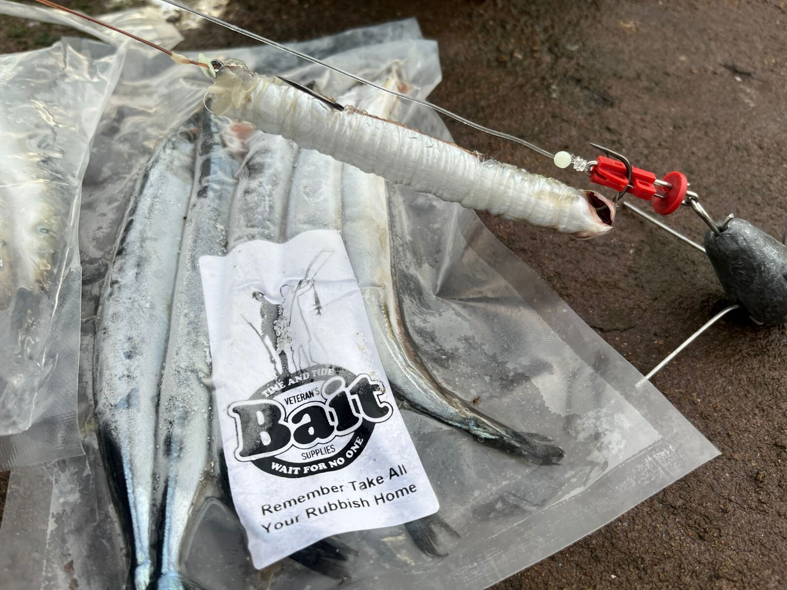 Frozen Sea Fishing Bait Small Bluey 5 Per Pk eBay