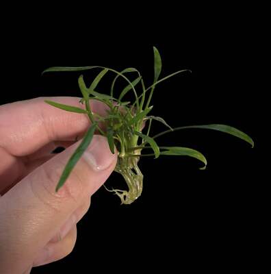 Cryptocoryne Parva | Aquarium Plants Factory 