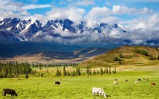 Landscape grass mountains cow animals nature clouds Custom Gaming Mat Desk