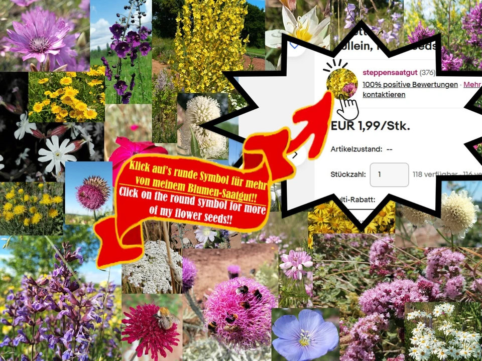 Goldaster, Galatella linosyris, goldylocks aster, 40 semillas, semillas, raras, floración tardía - Imagen 3 de 4