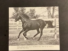 NASHUA  photo Horse Racing CHAMPION