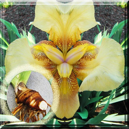 Tall Bearded Iris Yellow