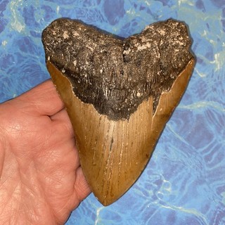 MEGALODON SHARK TOOTH 5.25” HUGE TEETH MEG SCUBA DIVER DIRECT FOSSIL NC 0978