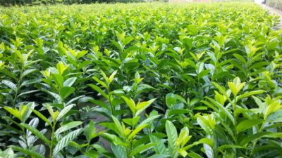 Prunus laurocerasus Novita 120 cm Kirschlorbeer 5 L Pflanzen Hecke buschig  | eBay.de