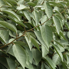 Elaeagnus x Ebbingei 'Compacta' Hardy Evergreen Hardy Garden Shrub Plant