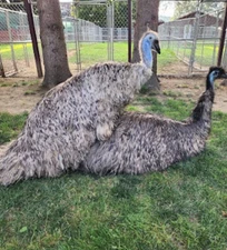 2 FRESH FERTILE EMU EGGS AVAILABLE FROM UNRELATED PAIR-50/50 BLONDE OR STANDARD