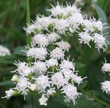 Eupatorium Aromaticum - 30 Seeds - HP