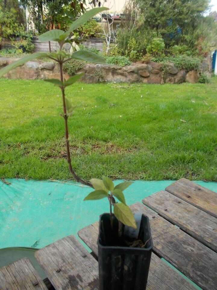 Picture 1 of 2