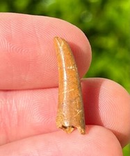 Pterosaur Flying Dinosaur Tooth Fossil Morocco Cretaceous Age Kem Kem