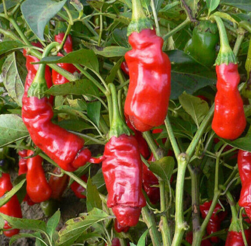 100 Penis Chilli Seeds Peter Pepper Willy Chillies, VEGETABLE Plant SEEDS - Zdjęcie 1 z 7