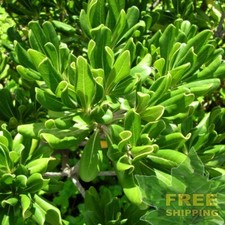 JAPANESE CHEESWOOD Pittosporum Tobira - 10 SEEDS. FREE S H