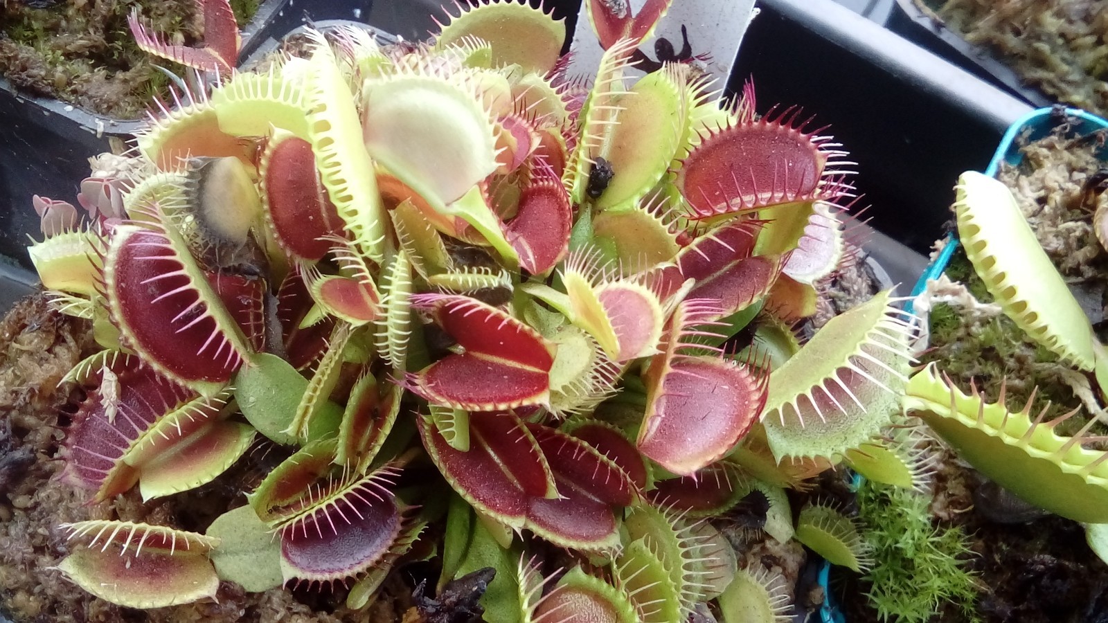 Plantes carnivores dionaea muscipula pour décorer un bureau lumineux, lot de 15 plantes