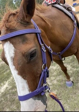 Two Horse Tack Purple Beta Biothane Sidepull/Bitless Bridle - Horse Size