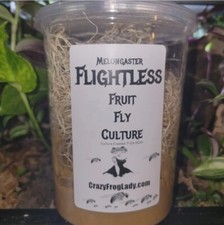 Flightless Fruit Fly Culture 32oz Live Dart Frog Food Reptile Food Live Insects
