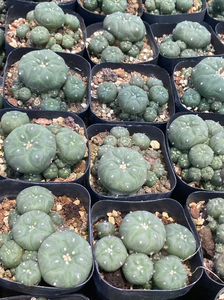 5-6cm Succulent Plant cactus home potted Garden beautiful  Plants - Image 3 of 3