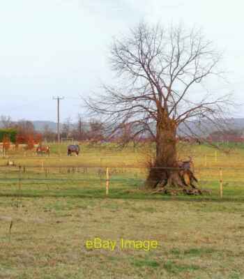 Photo 6x4 Tree among paddocks near Denbies Stables Dorking Nearby, the sc c2012