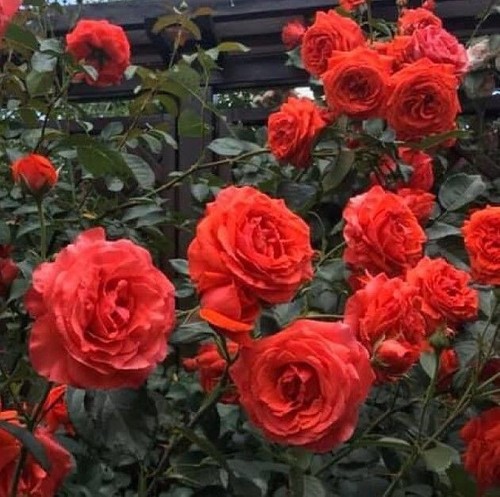 Rose Maintower, Orange or orange-red, Strong fragrance, Climber, 4l pot - Picture 2 of 3