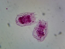 Prepared Microscope Slide, Vorticella (Ciliate, Peritrich) by Go Science Crazy