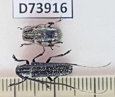 D73916. Insects, Beetles, Cerambycidae sp. Vietnam Central. Nice!!!!!