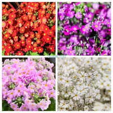 100 Mixed Colors FAIRY PRIMROSE Primula Malacoides Red Pink Purple Flower Seeds