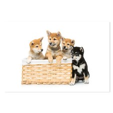 Postereck - 4075 - Shiba Inu cuccioli: cesto di vimini e curiosità decorazione parete immagini