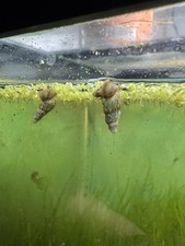 10 Malaysian Trumpet Snails feeder algae eaters B2G1 Free Charity sale