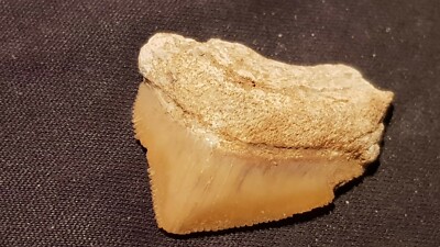 Hervorragender versteinerter Haizahn 7/10 Tausend Jahre alt gefunden in England L127s
